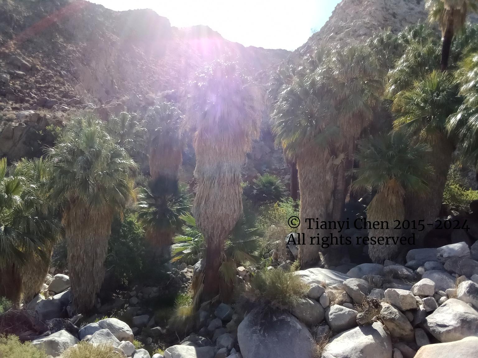 49 Palms