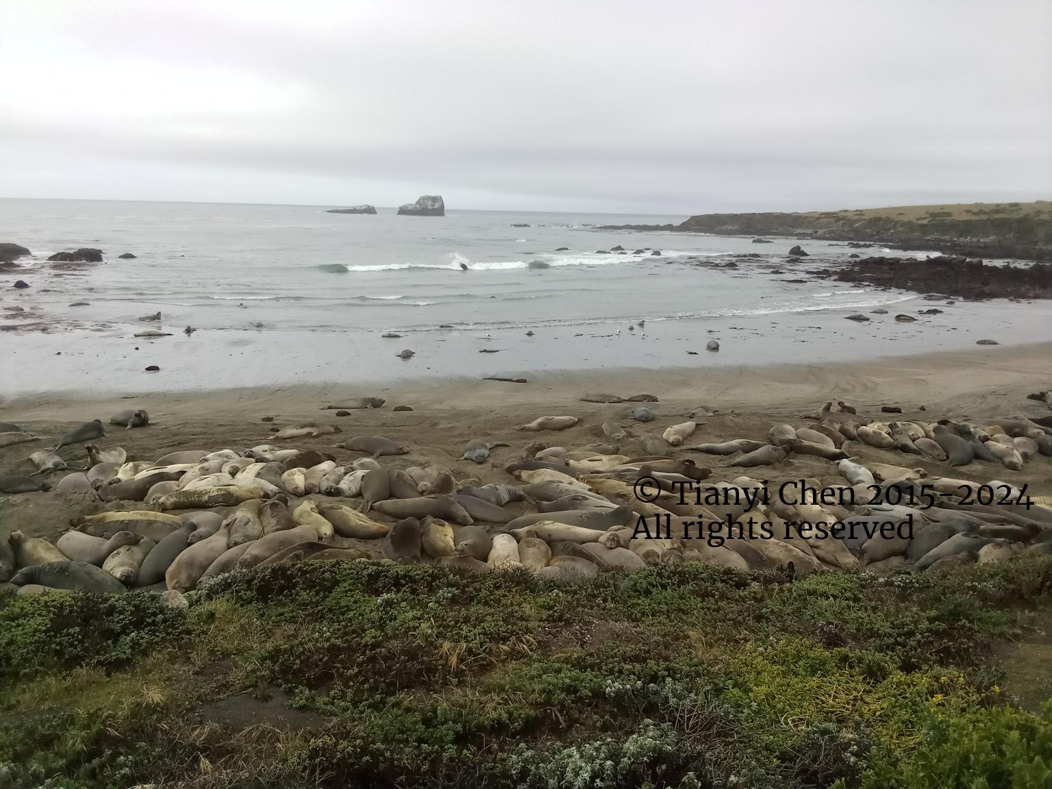 Elephant Seal Vista Point