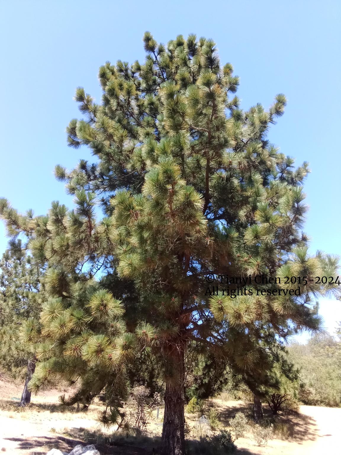 UCSC tree